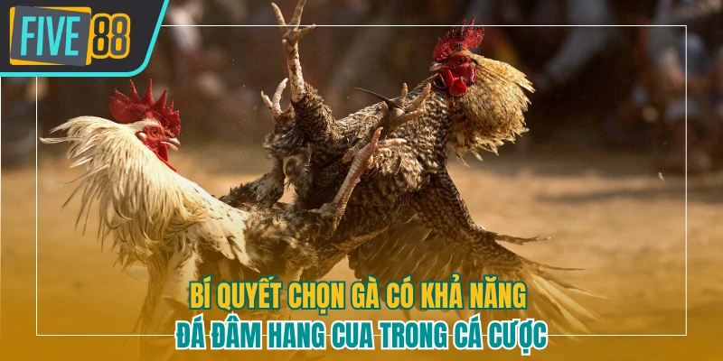 Chọn gà tiềm năng thông qua phản xạ ra đòn
