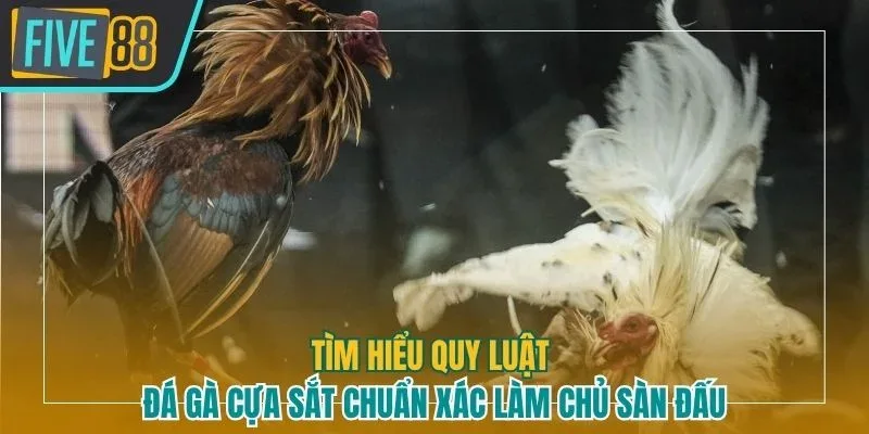 Đá gà cựa sắt Five88