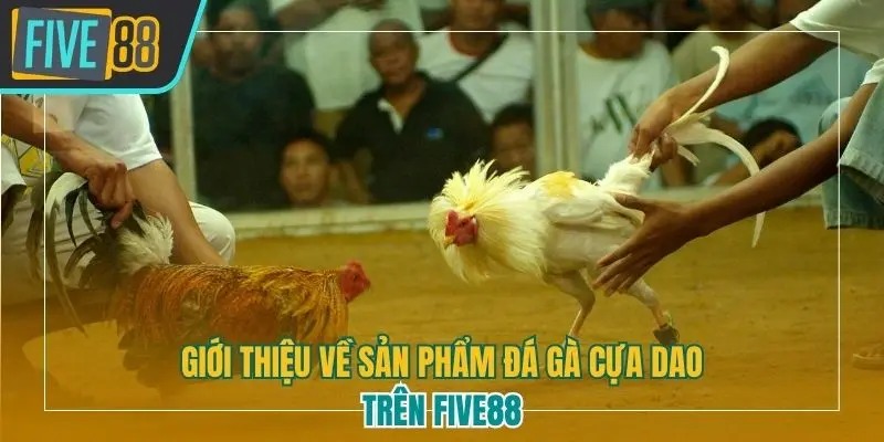 Giới thiệu về sản phẩm đá gà cựa dao trên Five88