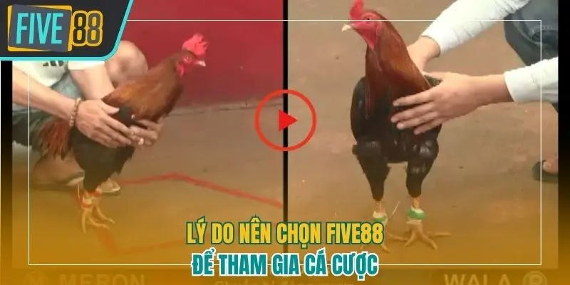 Lý do nên chọn Five88 để tham gia cá cược